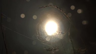 Dewdrops Nehri boyunca Bokeh lekelerin fonunda büyük ağları