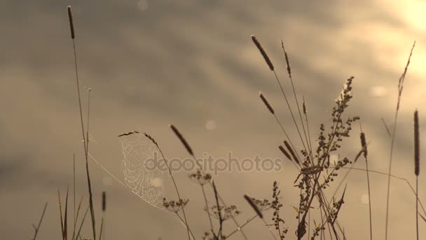 野生草和背景的野生河在清晨的露珠在蜘蛛网 — 图库视频影像