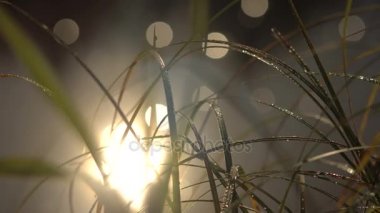 Kıyı çimenlerde Dewdrops, güneş yansıması bir nehir noktalar Bokeh hareketi su ile