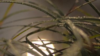 Kıyı çimenlerde Dewdrops, güneşin yansıması bir nehir noktalar Bokeh hareketi su ile