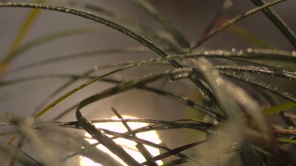 Césped costero en gotas de rocío, reflejo del sol en un río con manchas Movimiento Bokeh sobre el agua — Vídeo de stock