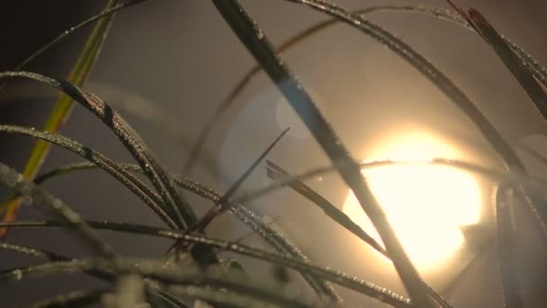 Kust gras in dauwdruppels, reflectie van de zon in een rivier met Spots Bokeh beweging op het Water — Stockvideo