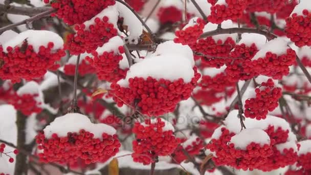 Zăpadă acoperite ciorchini roșii de rowan în zăpadă — Videoclip de stoc