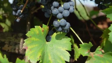 Olgun üzüm dallarında Panoraması