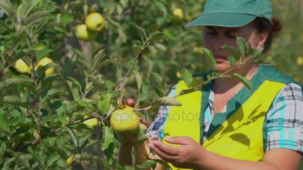 Agronom kontrollerar status för äppelträd — Stockvideo