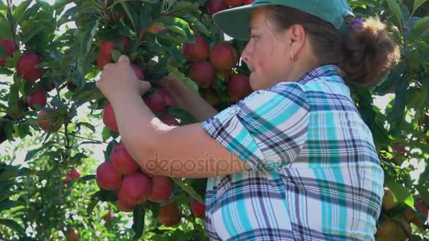 Mujer recoge la cosecha de manzanas maduras — Vídeos de Stock