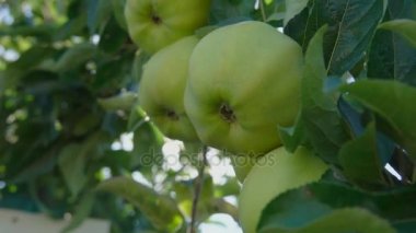 elma dalı ile parlayan güneş ışını