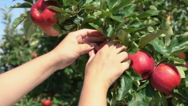 Primer plano de una mano rota ramas con manzanas maduras — Vídeos de Stock