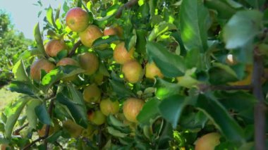 Bahçedeki olgun elma dalı