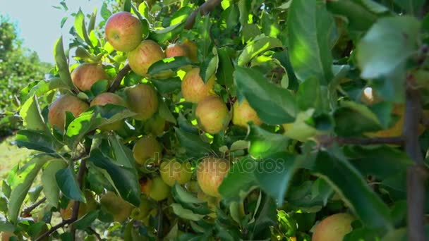 Zweig reifer Äpfel im Garten — Stockvideo