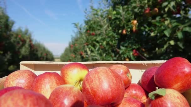 Κουτί με κόκκινα μήλα κινείται κατά μήκος μιας γραμμής των δέντρων μηλιάς — Αρχείο Βίντεο