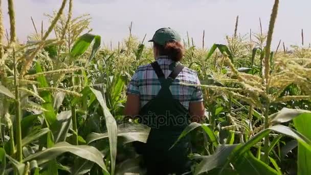 Женщина в комбинезоне ходит по полю кукурузы — стоковое видео