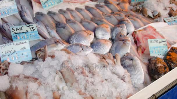 Pesca fresca para la venta en el mercado — Vídeo de stock