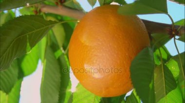 Olgun portakal ile güneş ışığı