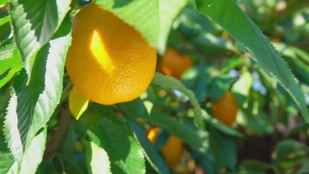 Rompe la mano de la rama naranja madura — Vídeos de Stock