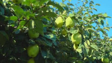 Bahçede bir ağaç üzerinde sulu olgun armut