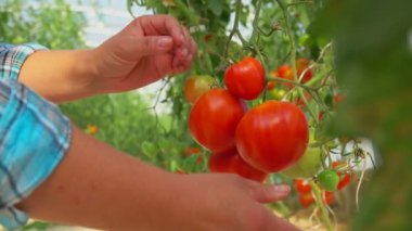 Büyük bir sera içinde olgun domates hasat