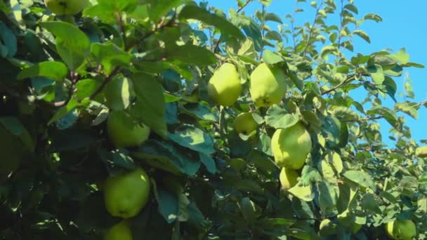 Poires juteuses mûres sur un arbre dans le jardin — Video