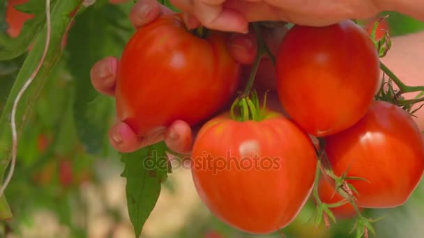 Close-up of a hand tear from branch ripe tomatoes — Stock Video