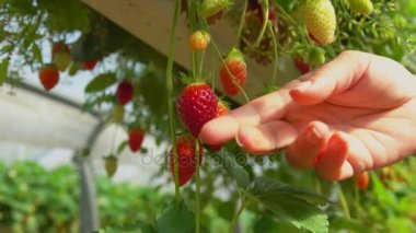 El yataklar asma çilek alır