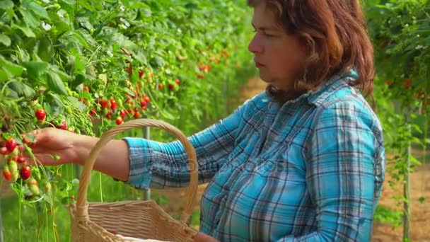 Woman puts strawberries in basket — Stock Video