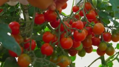 El kiraz domates bir dalı alır
