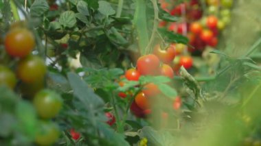 Serada büyüyen domates