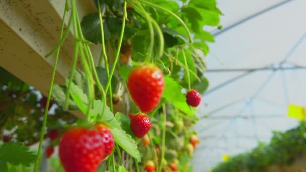 Gros plan sur les fraises dans une serre — Video