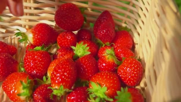 Fresas frescas colocadas en cesta — Vídeos de Stock