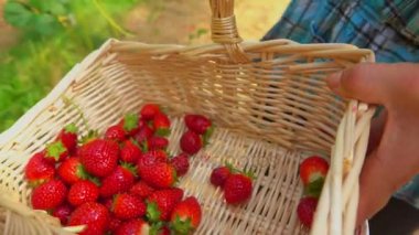 El çilek sepete ekler.