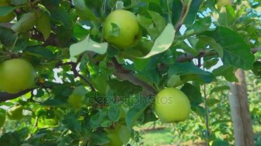 Bahçedeki ağaçlar üzerinde elma