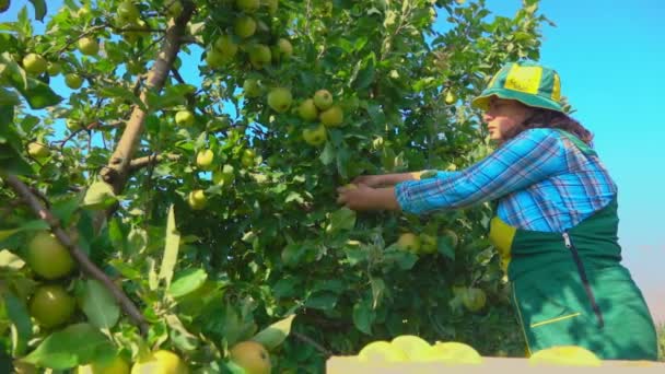 Kvinna bonden plockar gröna äpplen — Stockvideo