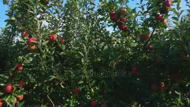 Червоні яблука на деревах — стокове відео
