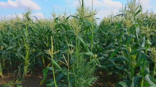 Maíz cultivando el campo — Vídeo de stock