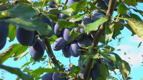 Grandes prunes sur l'arbre — Video