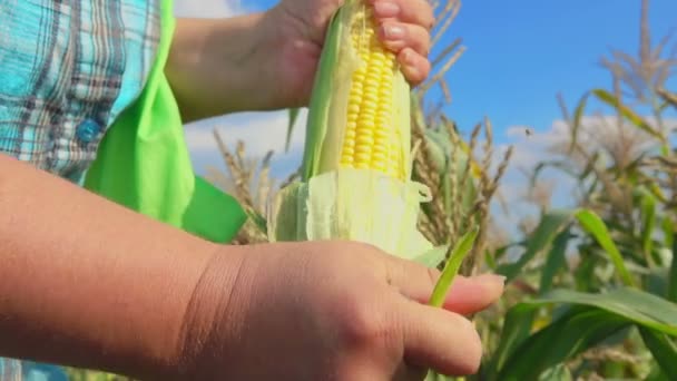 Agricultor limpa milho de cascas — Vídeo de Stock