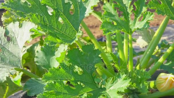 Zucchini wächst am Strauch — Stockvideo