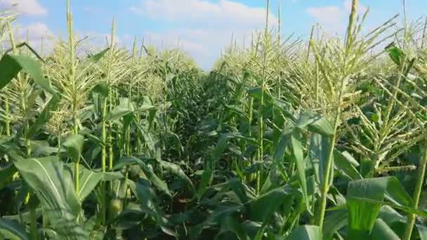 Pasa por el campo de maíz — Vídeo de stock