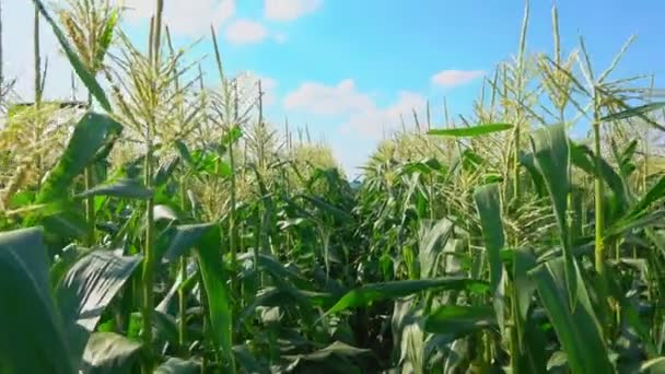 トウモロコシ畑に沿ったカメラ移動 — ストック動画