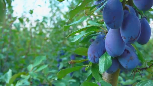 Ciruela creciendo en el jardín — Vídeo de stock