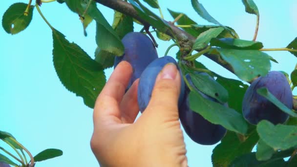 Cueille à la main la prune d'une branche d'arbre — Video