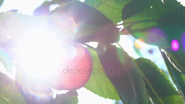 Персик на ветке дерева под солнцем — стоковое видео