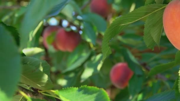 Picken perziken uit de boom — Stockvideo