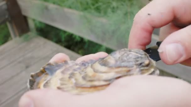 Cook onthult een oester-mes — Stockvideo