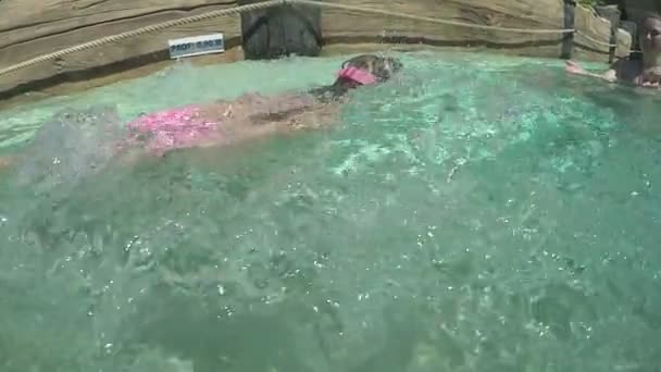 Petite fille nageant dans la piscine extérieure — Video