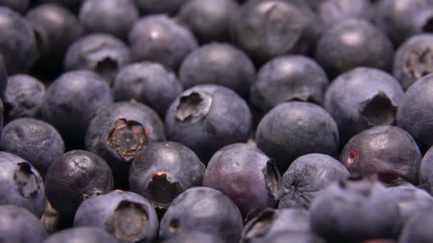 Gros bleuets juteux roulant sur la surface des berrys — Video