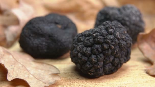 Tubero di rotoli di tartufo nero su foglie di quercia — Video Stock