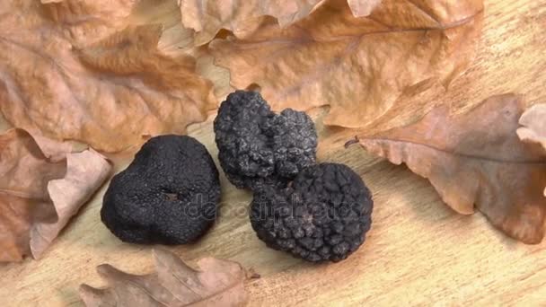 Knol van zwarte truffel rolt op eikenbladeren — Stockvideo