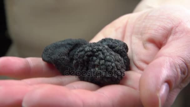 Hand holds tubers of black truffles — Stock Video