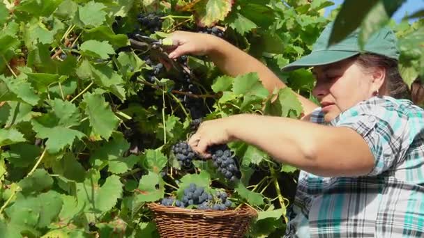 Mujer recoge la cosecha de uvas maduras — Vídeo de stock